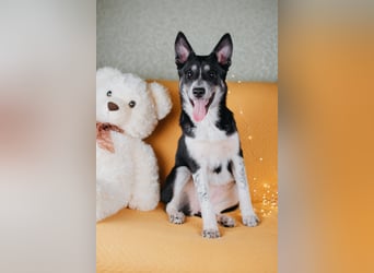 Die kleine Giselle sucht ein Zuhause