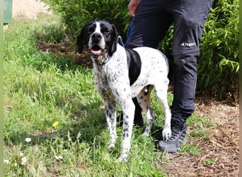 Pintas, Englischer Pointer, lieb und verträglich