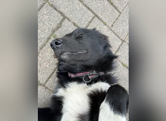 Lieb, Intelligent mit Charakter, Shollie Rude Kastriert