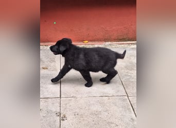 schwarze Schäferhunde aus Leistungszucht