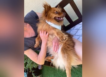 Tobi2 SR – unkomplizierter Sonnenschein sucht neues Glück