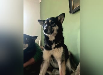 Lola, fröhliche, sehr soziale, aktive Junghündin sucht Traumplatz