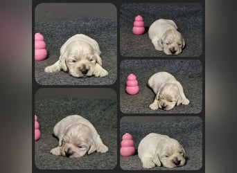 Cockapoo ! Bezaubernde Welpen aus langjähriger, bewährter u. überprüfter Haus/Familienaufzucht.