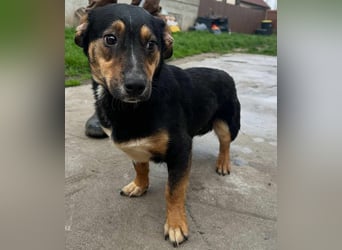Dexter, geboren 01.08.2023, 34cm sucht sein Körbchen