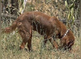 Zaubermaus Rica wartet in 35083 Wetter