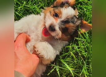 Biewer Yorkshire Terrier, Welpe,Rüde, reinrassig sehr selten
