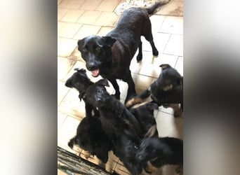 Sonja: Hundemama sucht Zuhause