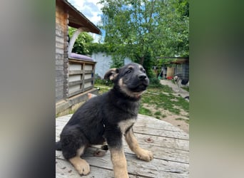 Deutsche Schäferhund Welpen
