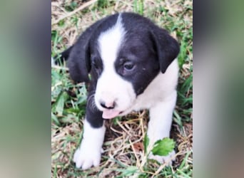 Kleiner Rocky ❤️ will die Welt erkunden!