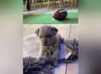Exquisit Bulladors (Labrador, English Bulldogge)mit vollen Papieren, Ahnentafeln, Gesundheitszeugnis