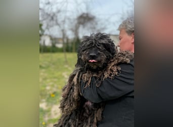 Buksi LM – Sanfte Hundedame sucht warmes Plätzchen für immer
