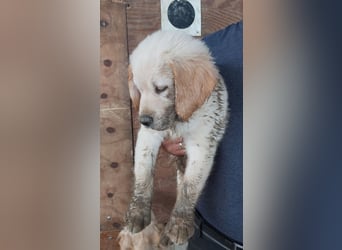Golden Retriever Welpen/Creme x Dark Golden