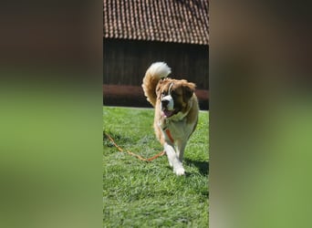 Bildhübsche Bernhardinerhündin