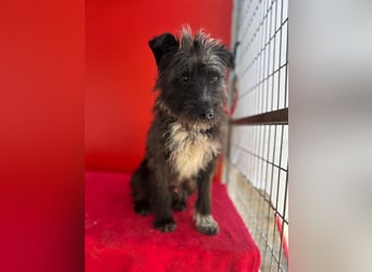 Ficko, Schnauzer-Mix, Rüde, geb. am 18.01.2024, 45 cm
