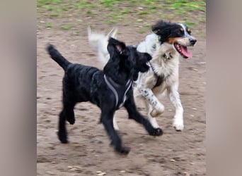 Setter Fan`s aufgepasst: sehr verschmust u. sozial; das ist Kajo! Er wartet in D-dorf auf DICH!