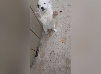 Kleine Mila sucht liebevolles Zuhause