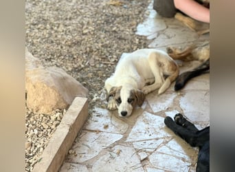 GIORGIO – aufgeweckt, freundlich und bereit fürs Abenteuer