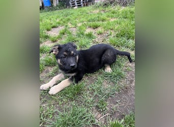 Deutsche Schäferhund Welpen