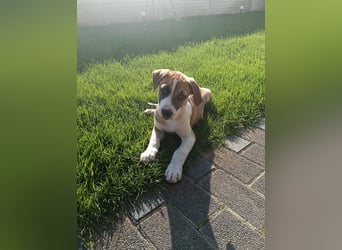 BRUNO - verspielter Bub sucht aktive Familie