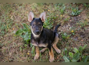 Silny: Hundekind sucht ein Zuhause