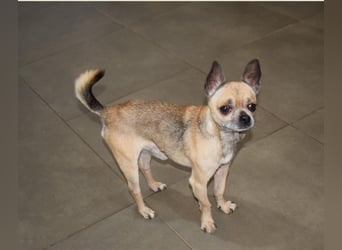 Soni (Chihuahua)