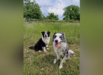 Traumhund: ruhiger & verschmuster Border Collie