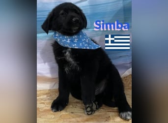 Simba,geb.02/25,griech.Hütehundebub sucht seine Familie,bereits auf PS in 66557 Illingen