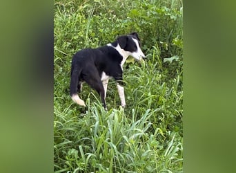 Fröhliche MINNIE lebensfroh, aufgeschlossen, verspielt freut sie sich, das Tierheim zu verlassen