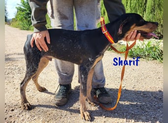 Sharif 05/2024 (ESP Pflegestelle) - sportlicher, hübscher und verschmuster Bracken-Mix Junghund!