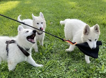 Weiße Schäferhundwelpen - Herzensbrecher für Familie, Sport und Show