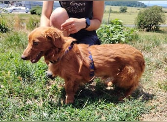 LUCKY, Dackel Mix