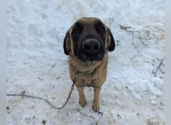 Kimba Schäferhund Mischling Hündin sucht Zuhause für immer