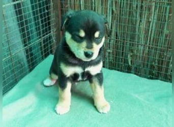 Welpe Kaju: neu im Tierheim