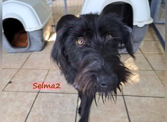 Selma2 11/2022 (GRC) - traumhafte, super soziale und hübsche Schnauzer-Mix Hündin!