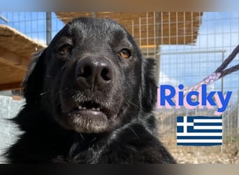 Ricky, geb 01/22 - süßer Schmusebär sucht seine Familie