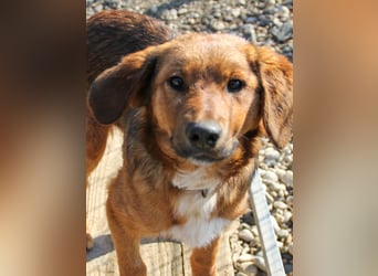 Spielen und Kuscheln - dafür ist Zuckerbub DARIO immer zu haben