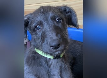 Deerhoundwelpen suchen ein liebevolles Für-Immer-Zuhause