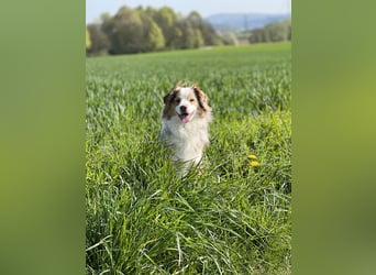 Liebenswerter Familienhund Maex sucht neues Zuhause