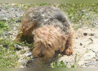 Kuka, eine von zwölf zurückgelassenen Hunden sucht ein neues Zuhause