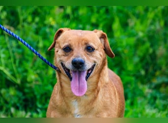 Albu, Mix Dackel / Pinscher, lieb und verträglich