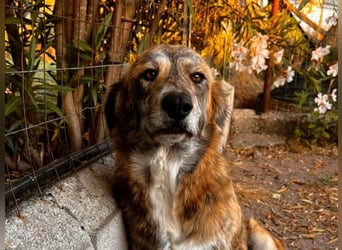 Stella – wo ist ihre Familie?