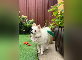 Emma SR – Kleine Hündin sucht liebevolles Zuhause