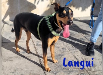Langui 02/2024 (ESP Pflegestelle) - kinderlieber, verschmuster, witziger und kluger Bodeguero!