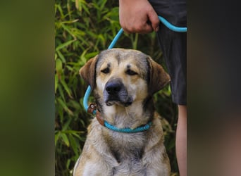 Mya, Mix Schäferhund / Rafeiro Alentejano, lieb und sozial