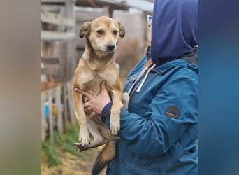 Kleiner Tierschutzhund Bröse❤️sucht Zuhause oder Pflegestelle