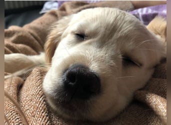 Golden Retriever Welpen/Creme x Dark Golden