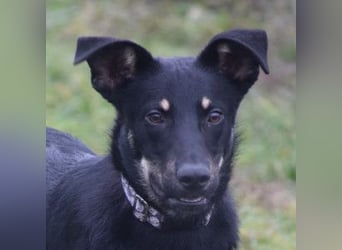 Dobby - freundlicher, menschenbezogener, verschmuster Junghund