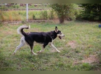 Chip-Nr. 245725 - der hübsche Husky-Mix Rüde möchte mit seinen Menschen tolle Abenteuer erleben