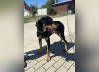 Anubis, fröhlicher Kerl sucht aktive Menschen