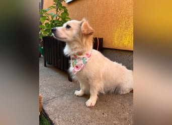 Ashley SR – Liebe Spitz-Hündin sucht ihr Für-Immer-Zuhause